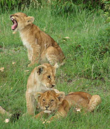 Shift 3 lion cubs.jpg